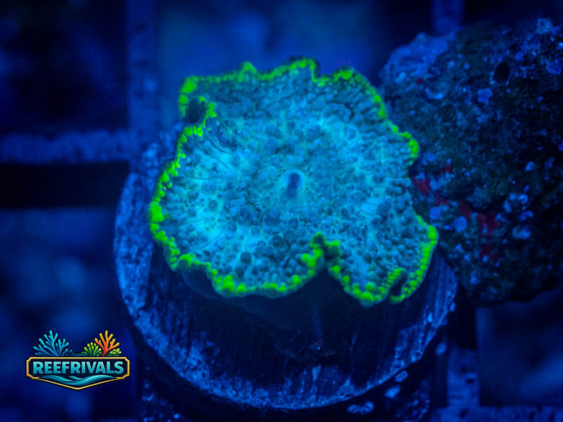 RVL Toxic Rim Disco Mushroom coral image from ReefRivals, listed as Discosoma spp. and Mushrooms