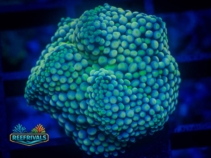RVL Rainbow Ricordea Florida Mushroom coral image from ReefRivals, listed as Ricordea florida and Mushrooms