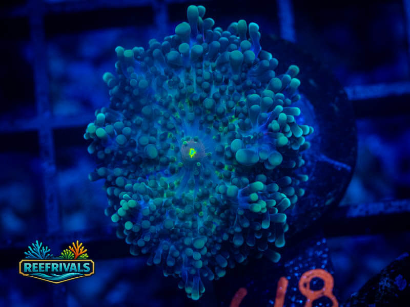 RVL Blue Haze Yuma Bounce Mushroom coral image from ReefRivals, listed as Ricordea yuma and Mushrooms