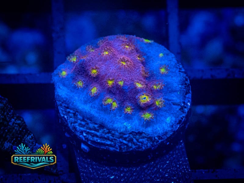 CB Bling Bling Cyphastrea coral image from ReefRivals, listed as Cyphastrea sp. and Encrusting