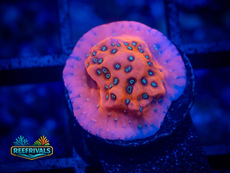 WWC Fire Mage Monti coral image from ReefRivals, listed as Montipora sp. and Montis
