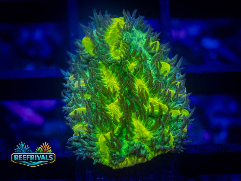 JF Limelight Hydnophora WYSIWYG coral image | ReefRivals JF Limelight Hydnophora coral image from ReefRivals, listed as Hydnophora sp. and SPS Branching