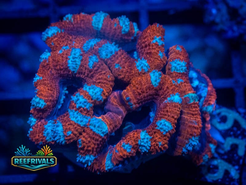 TSA Rainbow Acan WYSIWYG coral image | ReefRivals TSA Rainbow Acan coral image from ReefRivals, listed as Micromussa sp. and Acans