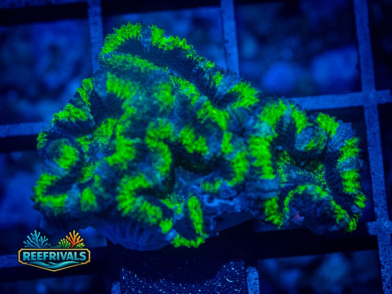 WWC Bubbalicious Acan WYSIWYG coral image | ReefRivals WWC Bubbalicious Acan coral image from ReefRivals, listed as Micromussa sp. and Acans