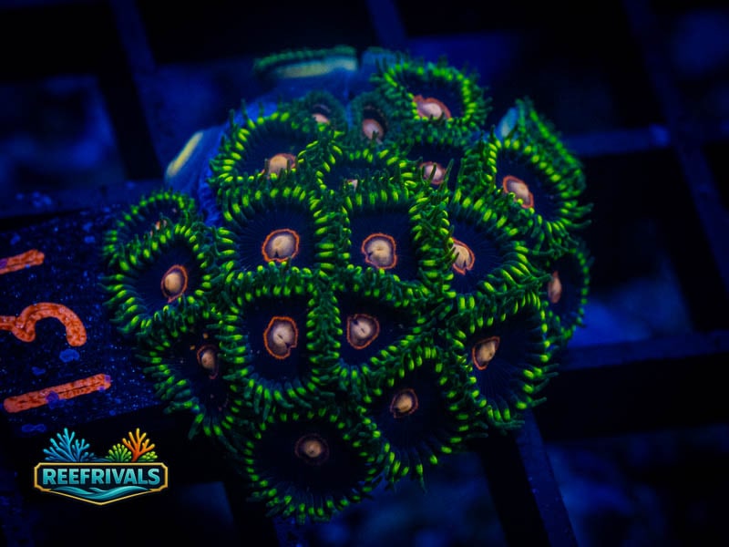 CB King jawbreaker Zoa coral image from ReefRivals, listed as Zoanthus sp. and Zoas