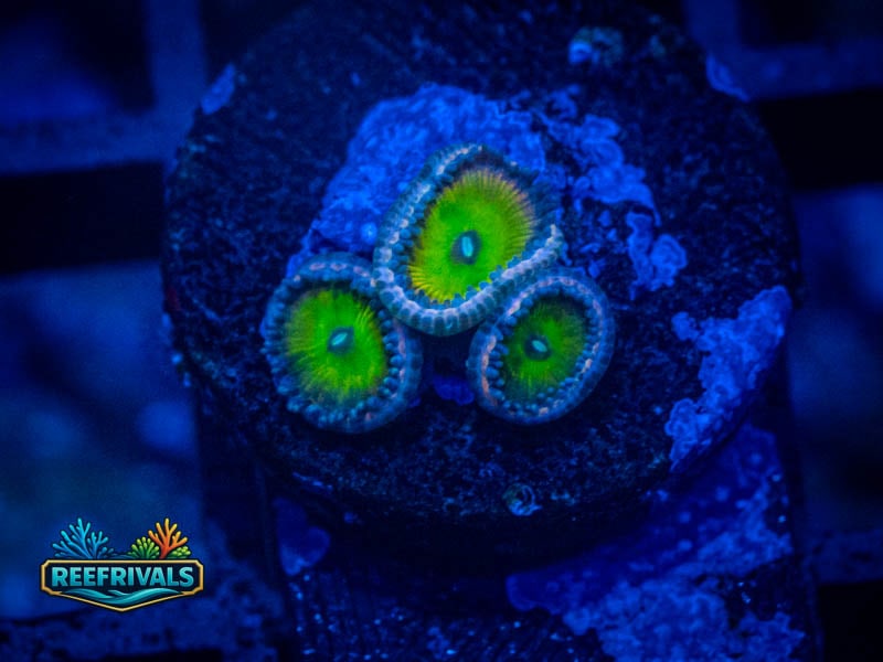 WWC Space Juice Zoa WYSIWYG coral image | ReefRivals WWC Space Juice Zoa coral image from ReefRivals, listed as Zoanthus sp. and Zoas