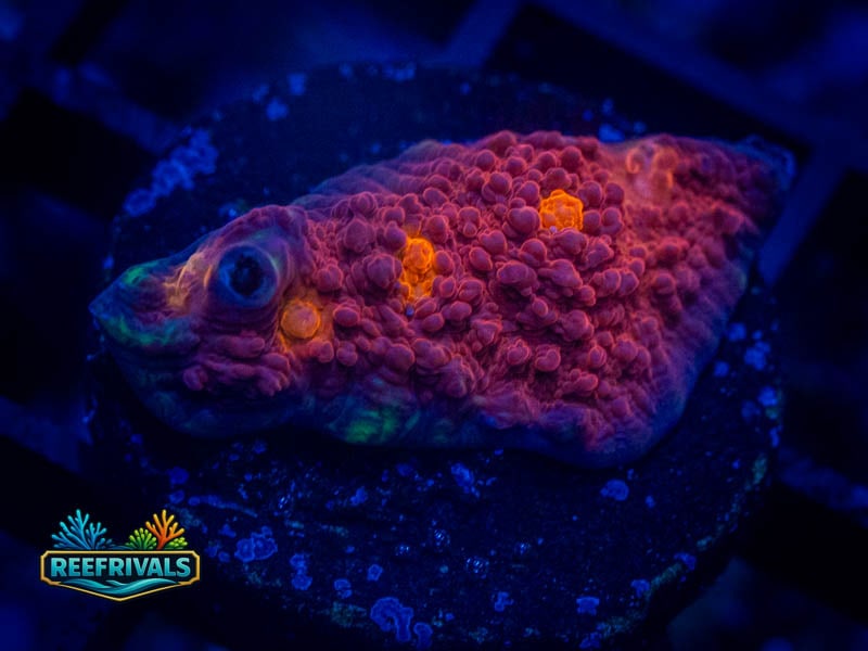 WWC Aussie Golden Eye Chalice coral image from ReefRivals, listed as Echinophyllia sp. and Chalices