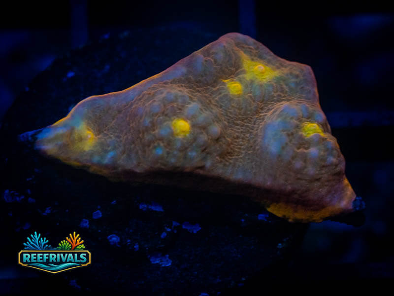 RVL Mr. Sandman Chalice coral image from ReefRivals, listed as Echinophyllia sp. and Chalices