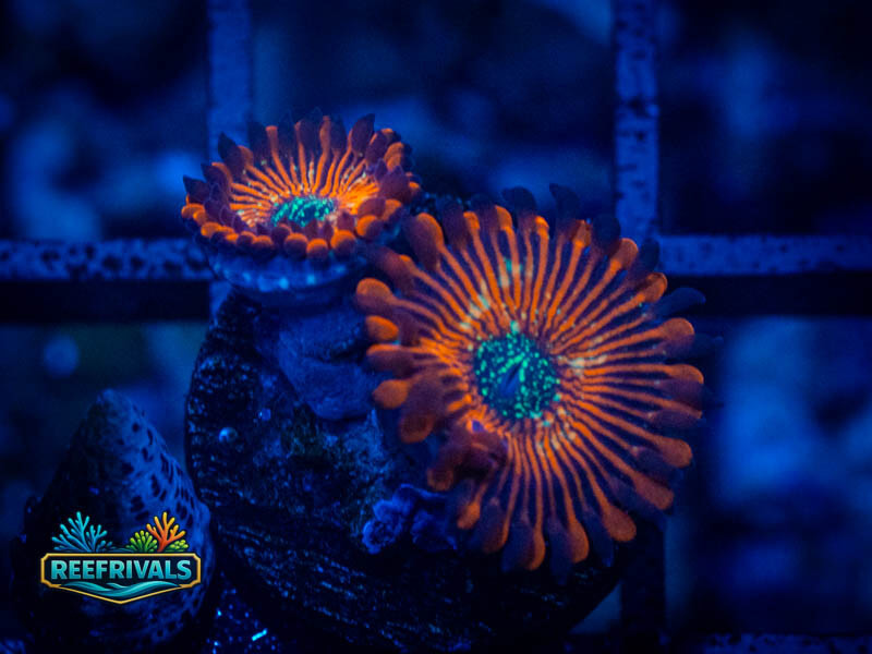 Zoanthids Magician Zoa coral image from ReefRivals, listed as Zoanthus sp. and Zoas