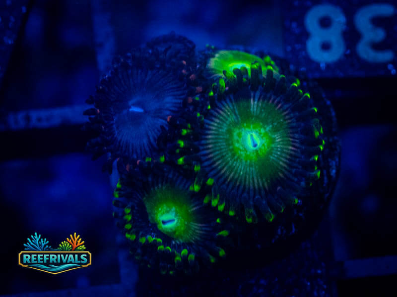Zoanthids Green People Eater Zoa coral image from ReefRivals, listed as Zoanthus sp. and Zoas