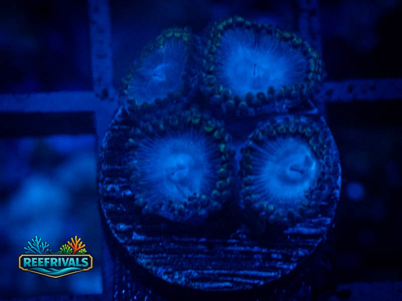 TSA Tubbs Blue Zoa coral image from ReefRivals, listed as Zoanthus sp. and Zoas