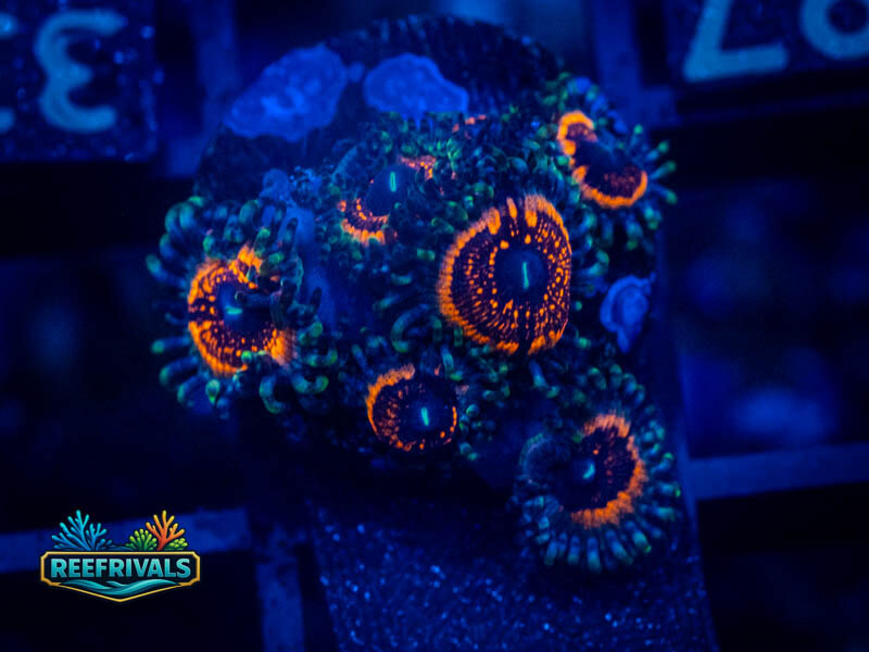 TG Devils Armor Zoa WYSIWYG coral image | ReefRivals TG Devils Armor Zoa coral image from ReefRivals, listed as Zoanthus sp. and Zoas