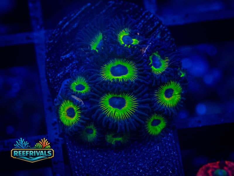 ECC Bob Marley Zoa coral image from ReefRivals, listed as Zoanthus sp. and Zoas