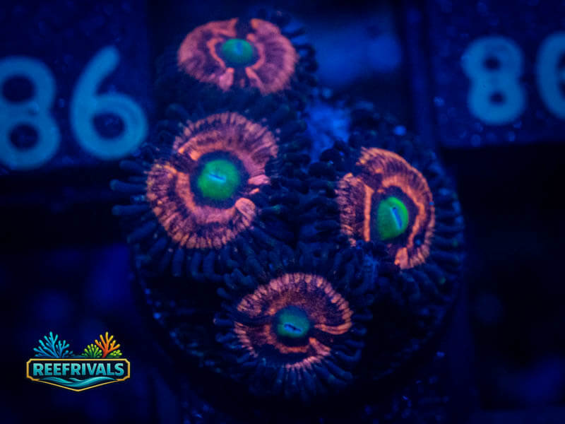 JF Diasy Duke Zoa coral image from ReefRivals, listed as Zoanthus sp. and Zoas
