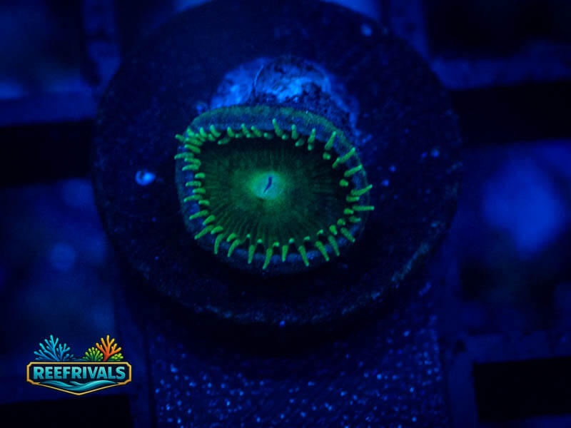 TSA Green Implosion Palythoa WYSIWYG coral image | ReefRivals TSA Green Implosion Palythoa coral image from ReefRivals, listed as Zoanthus sp. and Zoas