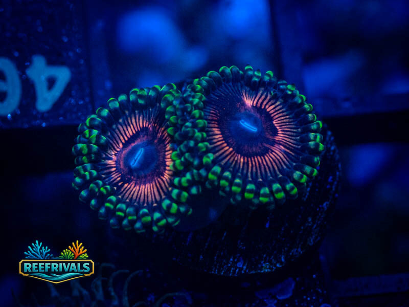 Zoanthids Ultimate Orchid Zoa WYSIWYG coral image | ReefRivals Zoanthids Ultimate Orchid Zoa coral image from ReefRivals, listed as Zoanthus sp. and Zoas