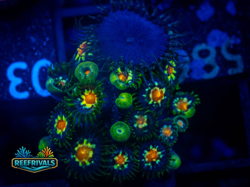ECC Daisy Cutter X Palythoa coral image from ReefRivals, listed as Zoanthus sp. and Zoas