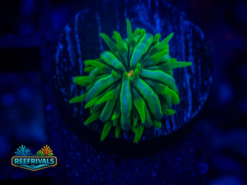 RVL Goblin Fungia coral image from ReefRivals, listed as Fungia sp. and LPS Fleshy