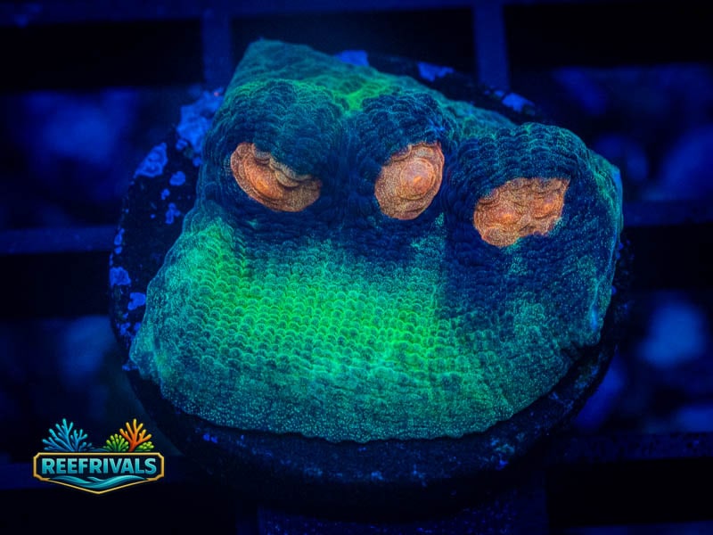 TSA Peek A Boo Chalice WYSIWYG coral image | ReefRivals TSA Peek A Boo Chalice coral image from ReefRivals, listed as Echinophyllia sp. and Chalices