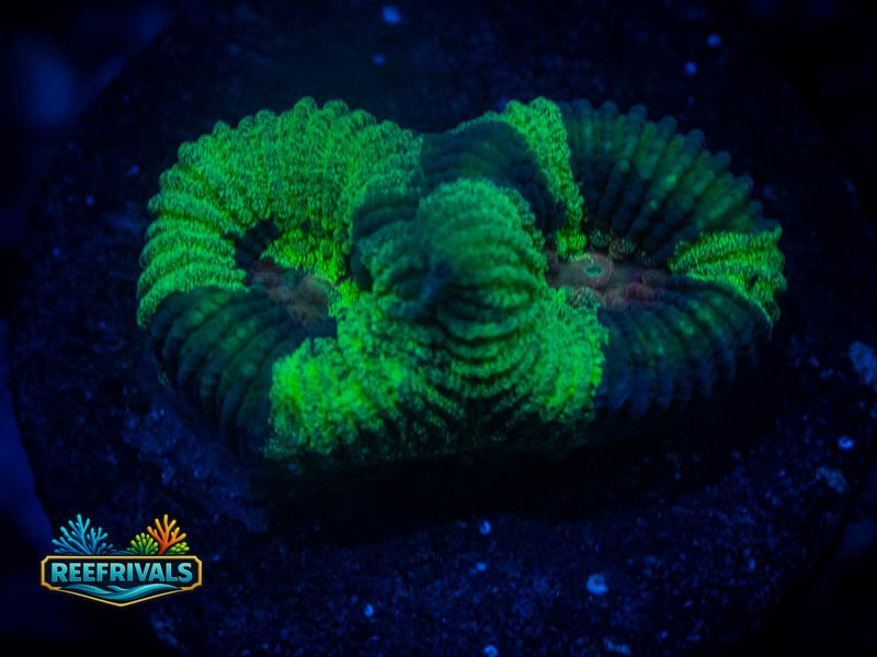 TSA Antivenom Favia coral image from ReefRivals, listed as Favia sp. and Favias