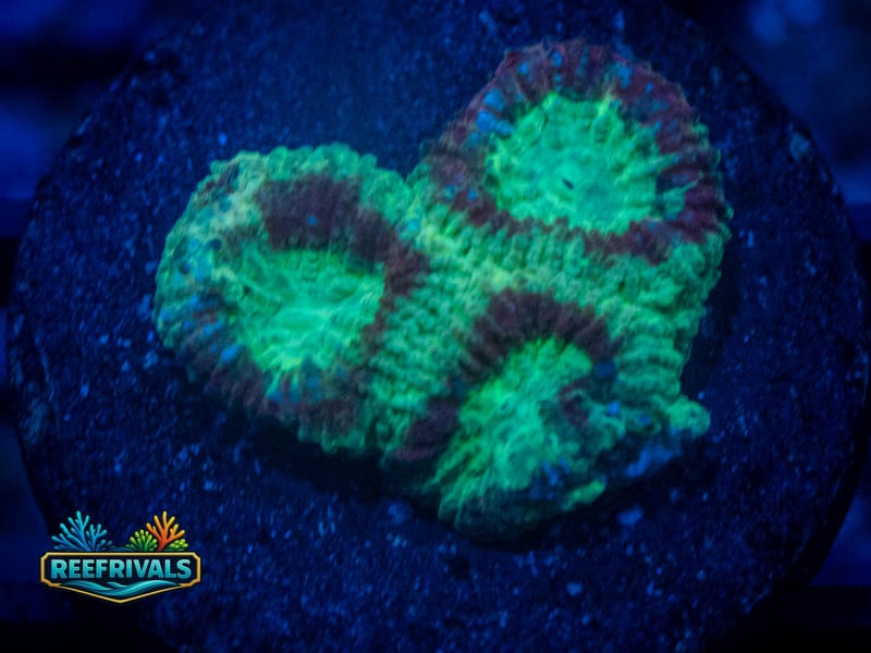 RC Superhero Favia WYSIWYG coral image | ReefRivals RC Superhero Favia coral image from ReefRivals, listed as Favia sp. and Favias