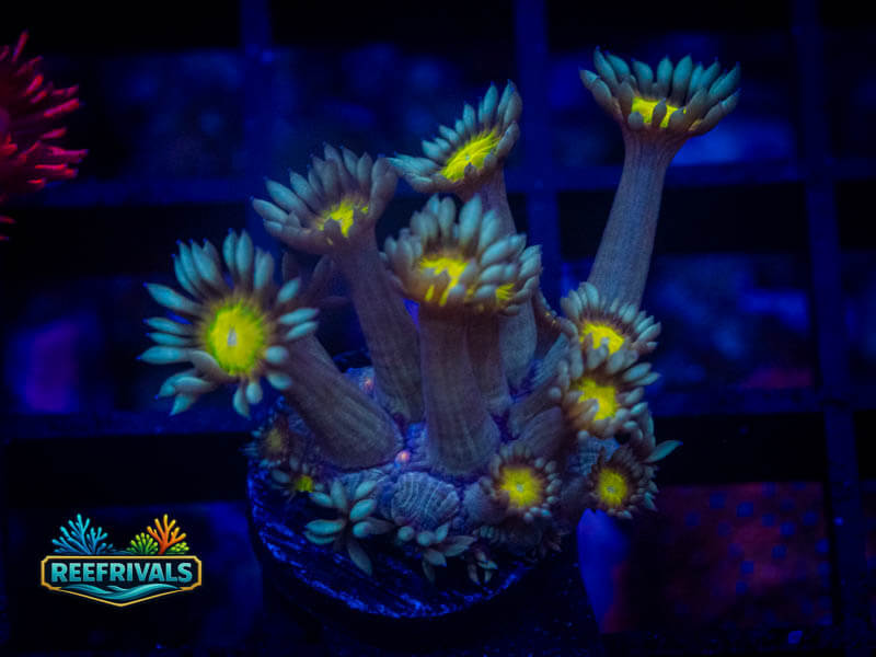 ARC Sunflower Goni coral image from ReefRivals, listed as Goniopora sp. and Gonis