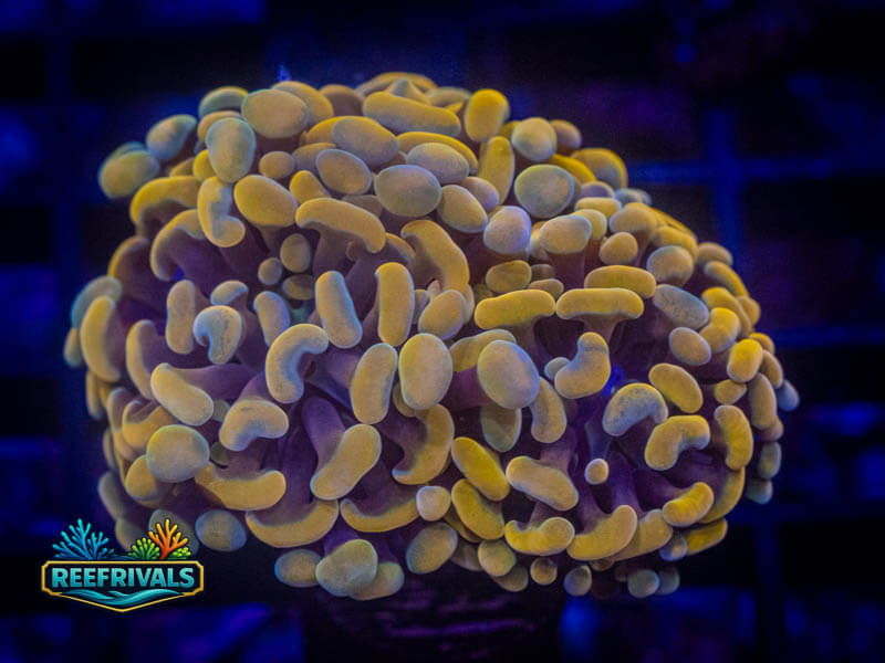 RVL Spooky Bronze Hammer coral image from ReefRivals, listed as Fimbriaphyllia ancora and Hammers