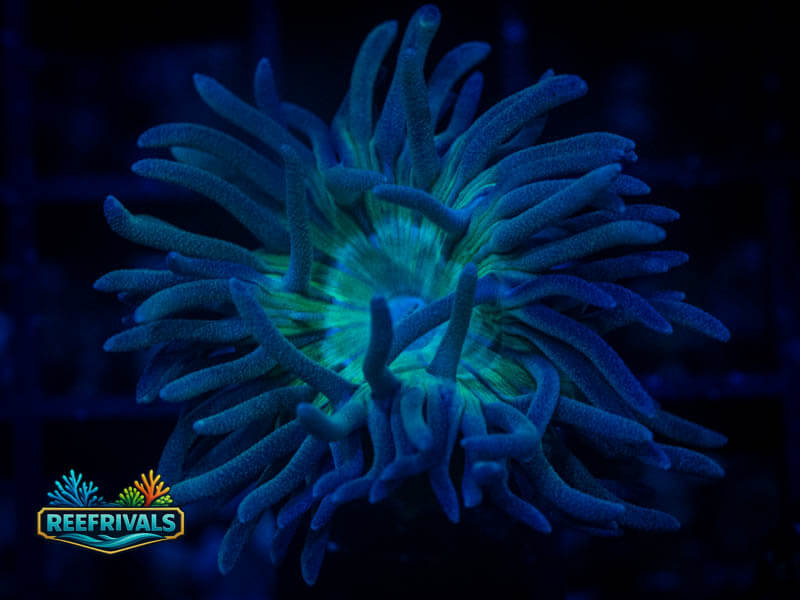 RVL Casper the Ghost Duncan WYSIWYG coral image | ReefRivals RVL Casper the Ghost Duncan coral image from ReefRivals, listed as Duncanopsammia axifuga and Duncans