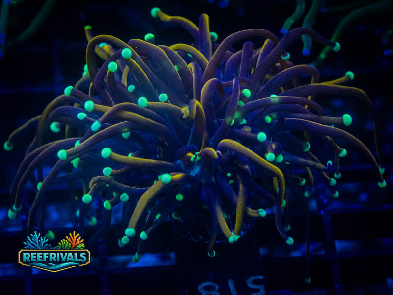 WWC Night Vision Torch WYSIWYG coral image | ReefRivals WWC Night Vision Torch coral image from ReefRivals, listed as Euphyllia glabrescens and Torches