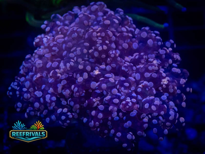 RVL Plum Frogspawn WYSIWYG coral image | ReefRivals RVL Plum Frogspawn coral image from ReefRivals, listed as Fimbriaphyllia divisa and Frogspawn