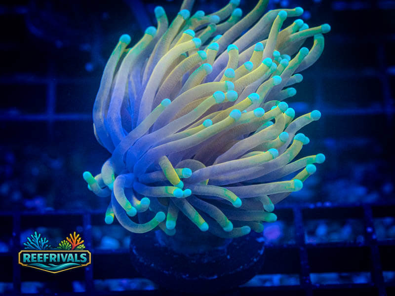 KK Sun God Torch WYSIWYG coral image | ReefRivals KK Sun God Torch coral image from ReefRivals, listed as Euphyllia glabrescens and Torches