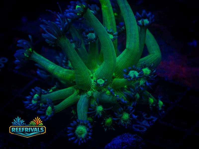 WWC Shadow Flame Goni coral image from ReefRivals, listed as Goniopora sp. and Gonis