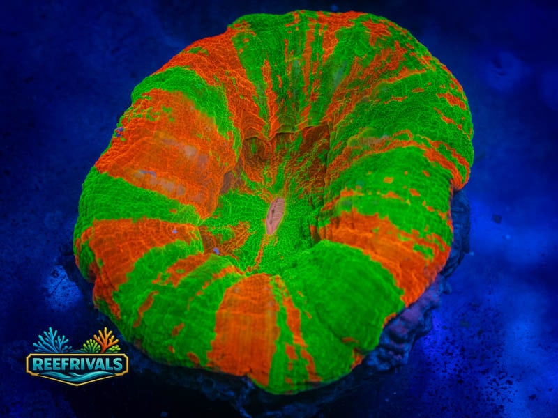 TSA Bleeding Apple Scoly WYSIWYG coral image | ReefRivals TSA Bleeding Apple Scoly coral image from ReefRivals, listed as Homophyllia sp. and LPS Fleshy