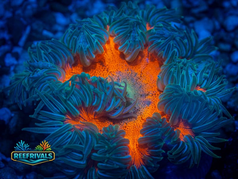 RVL Cherry Red Rock Flower coral image from ReefRivals, listed as Actiniaria sp. and Soft Coral