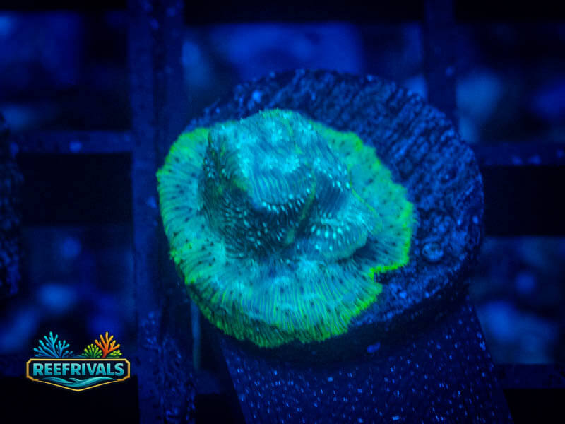 WWC Mr. Freeze Lepto coral image from ReefRivals, listed as Leptoseris sp. and Encrusting
