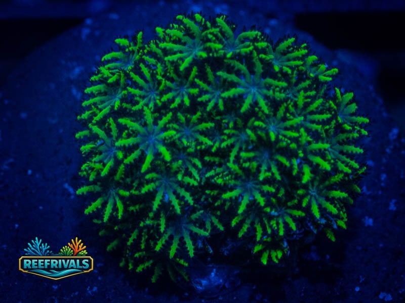 TG Blue and Green Sympodium WYSIWYG coral image | ReefRivals TG Blue and Green Sympodium coral image from ReefRivals, listed as Briareum sp. and Soft Coral