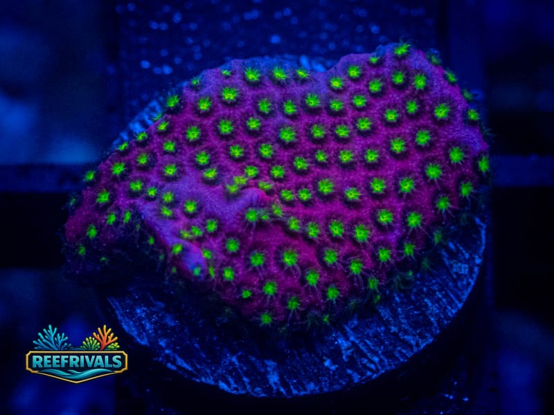 WWC Electric Daisy Stylo coral image from ReefRivals, listed as Stylocoeniella spp. and SPS Branching
