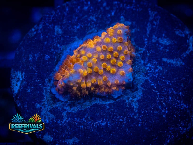 CB Monet Madness Cyphastrea coral image from ReefRivals, listed as Cyphastrea sp. and Encrusting