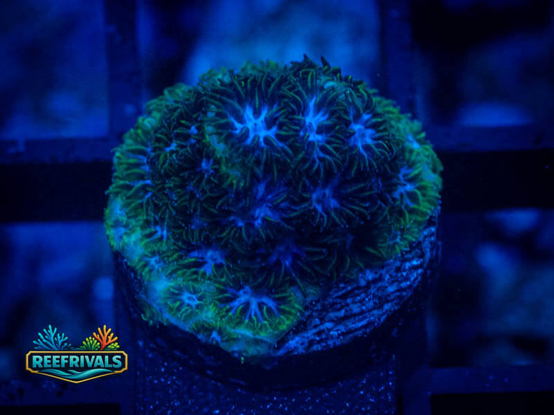 TRG Blueberry Fields Leptastrea WYSIWYG coral image | ReefRivals TRG Blueberry Fields Leptastrea coral image from ReefRivals, listed as Leptastrea sp. and Encrusting