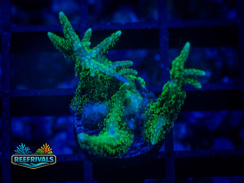 RVL Green Goblin Birdsnest coral image from ReefRivals, listed as Seriatopora sp. and SPS Branching