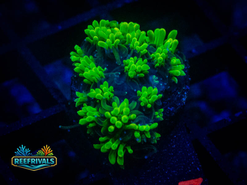 WWC Lemonade Galaxea coral image from ReefRivals, listed as Galaxea sp. and SPS Branching