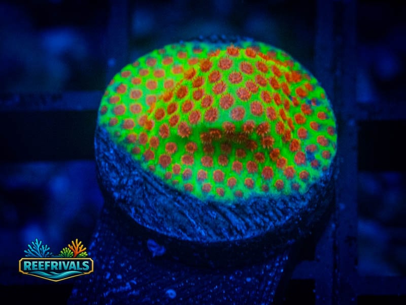 WWC The Grinchy Porites coral image from ReefRivals, listed as Porites sp. and SPS Branching