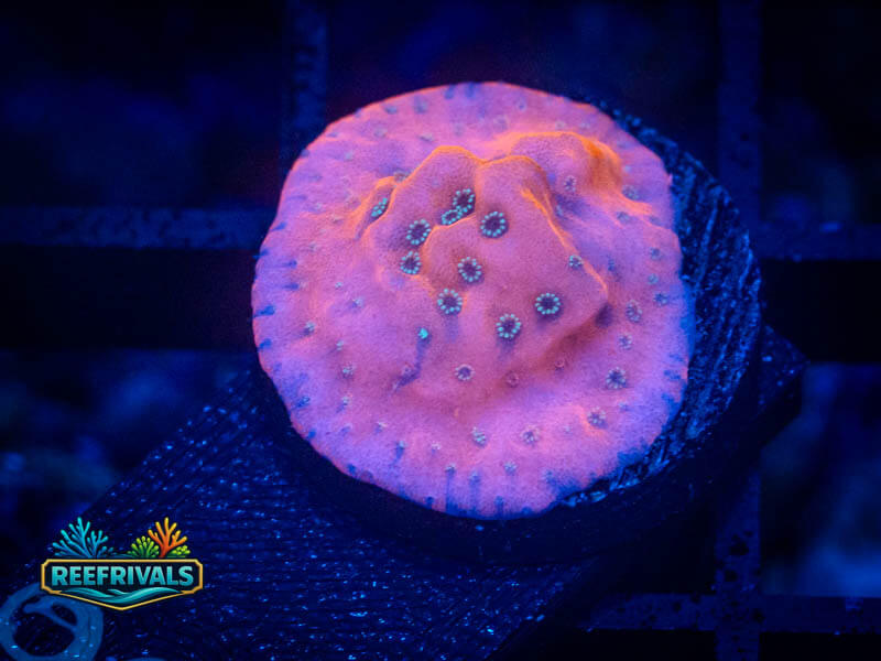 WWC Fire Mage Monti coral image from ReefRivals, listed as Montipora sp. and Montis