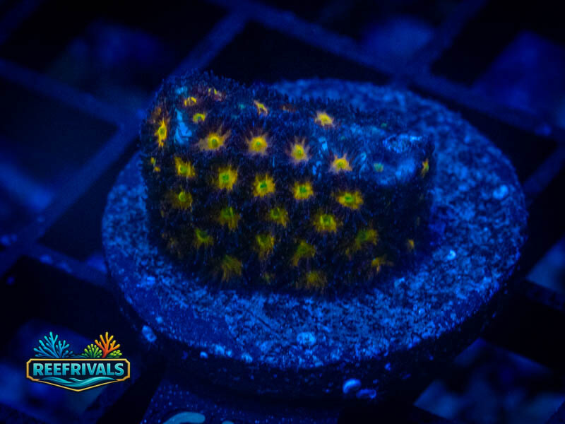 WWC Burning Leptastrea WYSIWYG coral image | ReefRivals WWC Burning Leptastrea coral image from ReefRivals, listed as Leptastrea sp. and SPS Branching