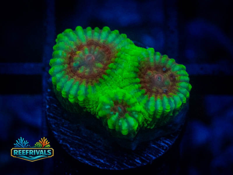 TG Christmas Favia WYSIWYG coral image | ReefRivals TG Christmas Favia coral image from ReefRivals, listed as Favia sp. and Favias