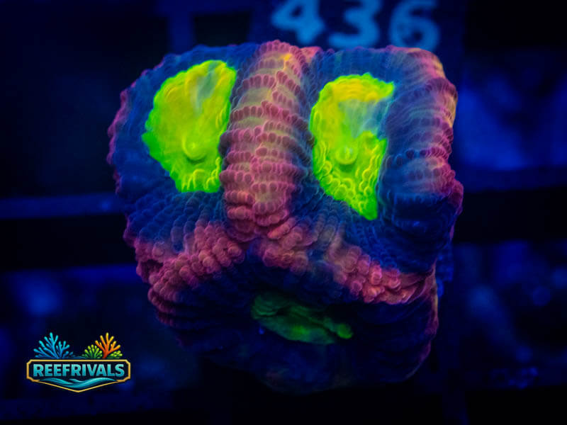 TSA Dragon Soul Favia coral image from ReefRivals, listed as Favia sp. and Favias