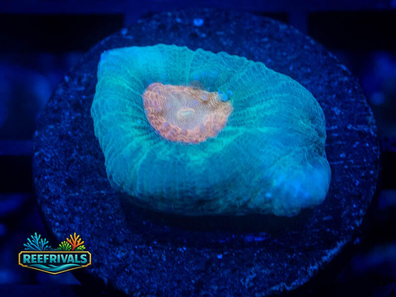 QCC Citrus Core WYSIWYG coral image | ReefRivals QCC Citrus Core coral image from ReefRivals, listed as Favia sp. and Favias