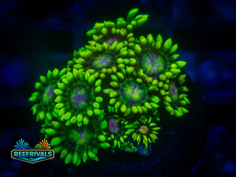 RS Super Sunflower Goni WYSIWYG coral image | ReefRivals RS Super Sunflower Goni coral image from ReefRivals, listed as Goniopora sp. and Gonis