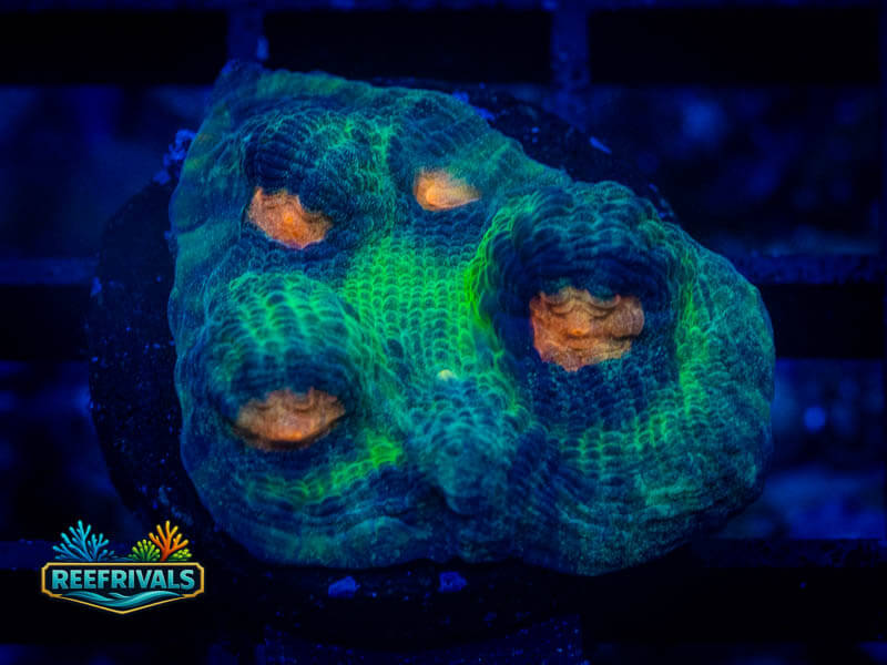 WWC Pumpkin Head Chalice coral image from ReefRivals, listed as Echinophyllia sp. and Chalices