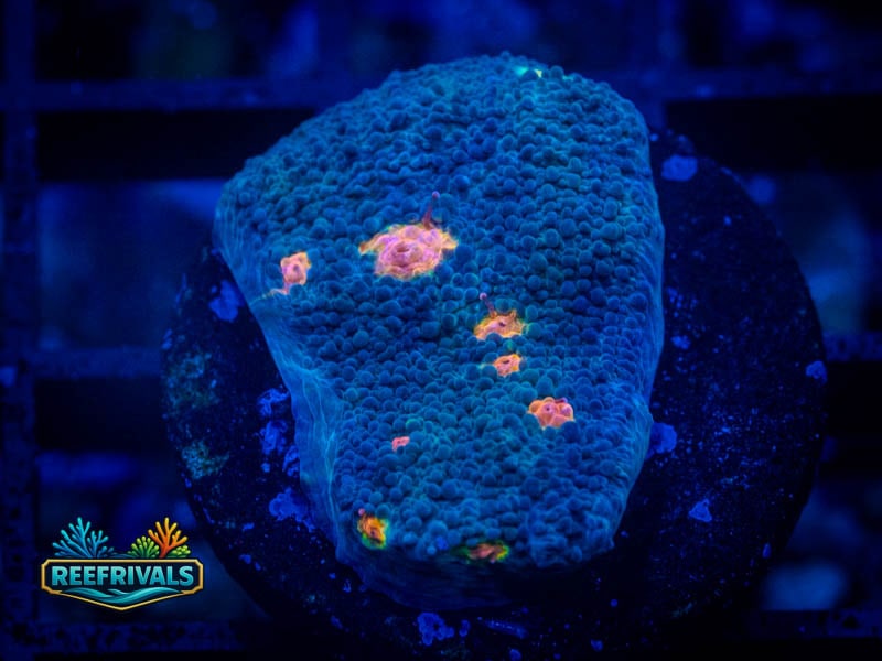 WWC Miami Hurricaine Chalice coral image from ReefRivals, listed as Echinophyllia sp. and Chalices